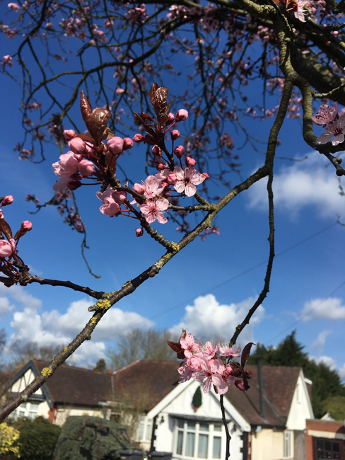 これがアーモンドの花なんです。桜とそっくり
