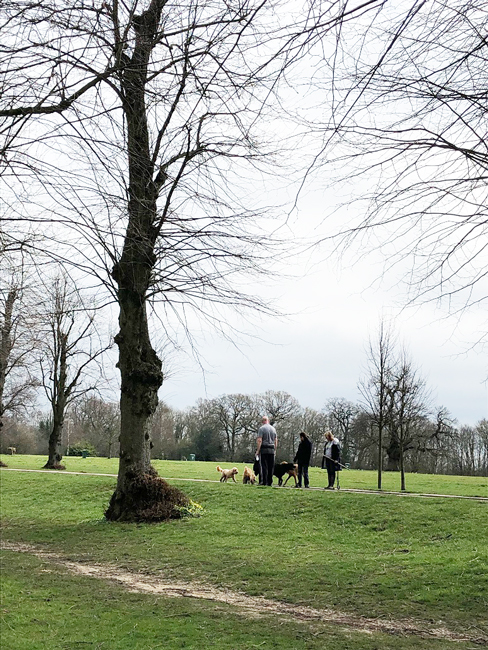 イギリスの広大な公園にもたくさんのワンちゃんの散歩をする人たちが増えてきました