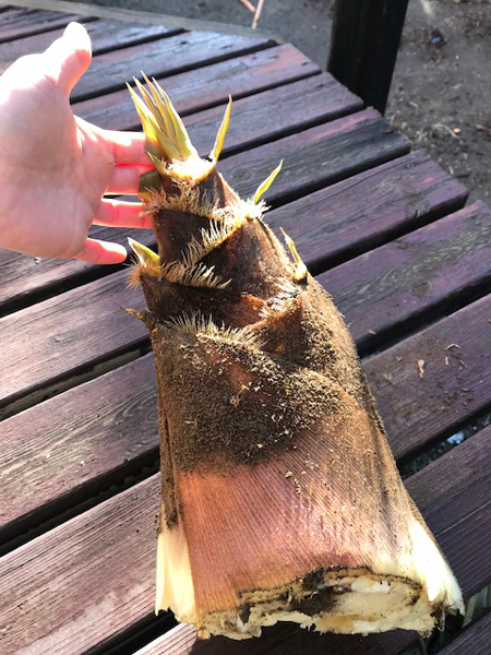 夫がたけのこパトロールに行って収穫してくれました。わたしがパトロールするともっと見つかる可能性大