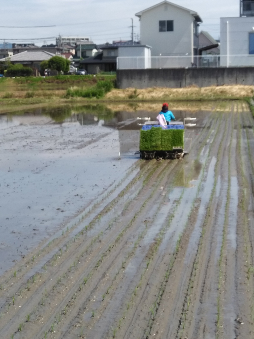 長男たけまるが田植えをしているところ