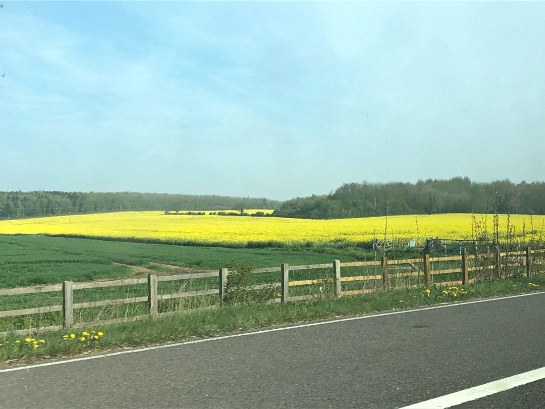 春になるとイギリスのカントリーサイドのあちこちで見られる菜の花畑の黄色のじゅうたん