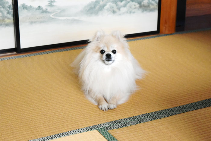 「優鶴」の宣伝部長を務める看板犬「リンク」