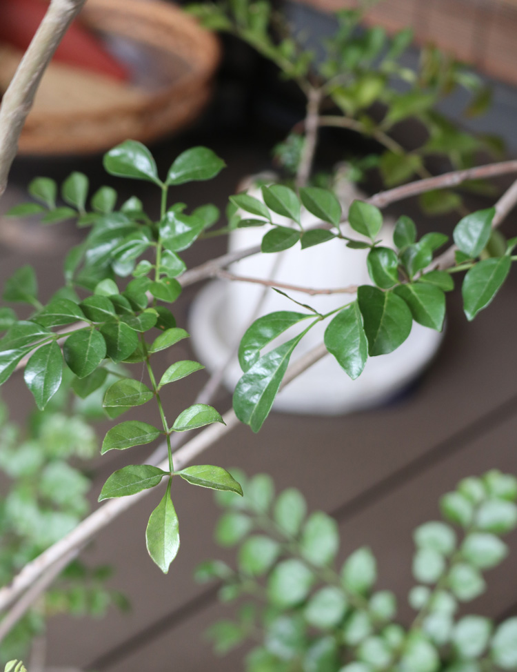 鉢植えのシマトネリコ