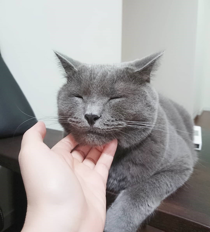 「猫のいる幸せ。笑顔でお休みなさい」@marumaru_nori https://www.instagram.com/marumaru_nori/