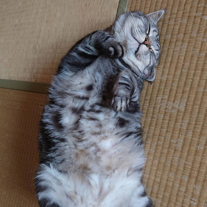 「やっぱり畳が気持ちいいニャン」@crea_yoshiko https://www.instagram.com/crea_yoshiko/
