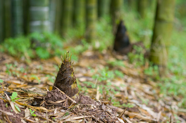 (写真=iStock.com/l2004lhy)