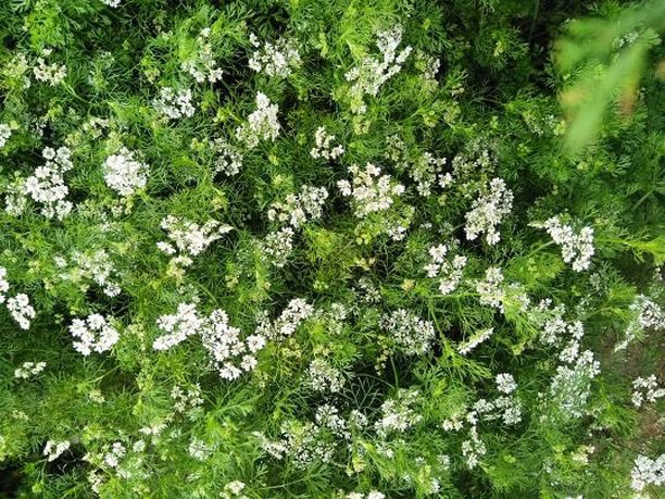 畑で咲いたパクチーの花。