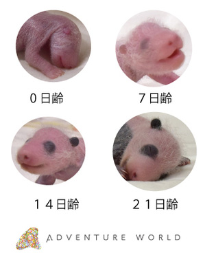 こうやって写真で見ていくと、順調にパンダらしい(?)姿になっていますね。