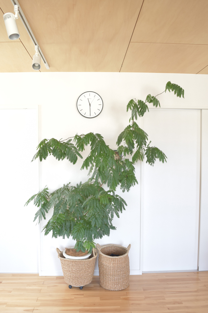 すくすく育つ植物からは、パワーをたくさんもらえます。